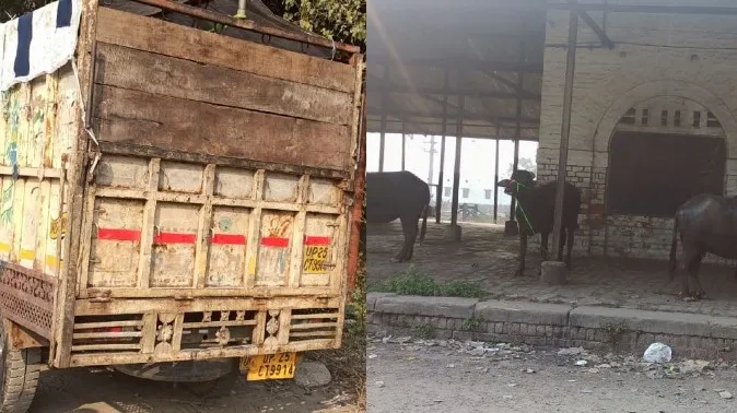 बरेली: कटान के लिए जा रही भैंसों को पकड़ा, दी तहरीर