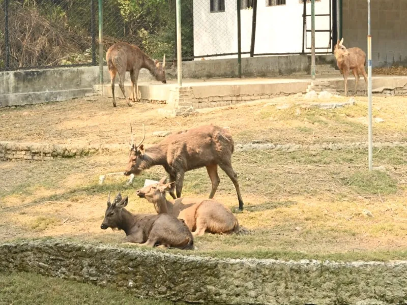 कानपुर को आ रही छज्जू और मंगल की याद, प्राणि उद्यान विभाग भी कर रहा है विचार