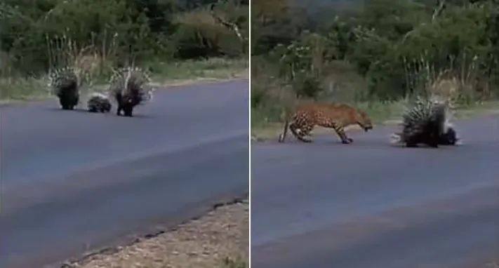 Video: बच्चे को बचाने के लिए भिड़ गई साही, तेंदुए की हालत हुई खराब, लोग बोले- 'ये तो Z+ की सुरक्षा है'