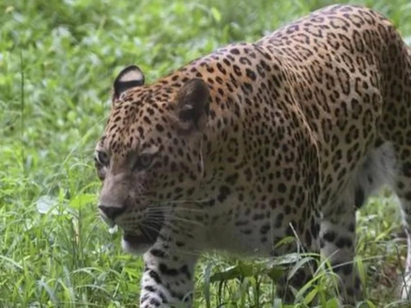 अलीगढ़: गांव में घुसे तेंदुए ने बच्चे पर किया हमला, रेस्क्यू के लिए पहुंची टीम    