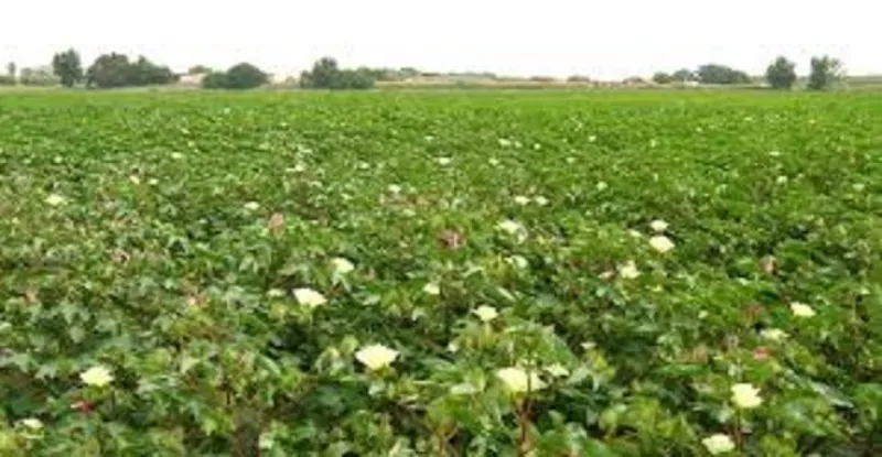 पंजाब में कपास, मक्का की पैदावार में 2050 तक 11 और 13 प्रतिशत की कमी का अनुमान 