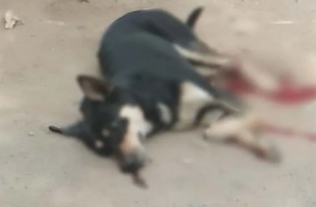 पीलीभीत: घर में घुसे कुत्ते को पीटकर ले ली जान 