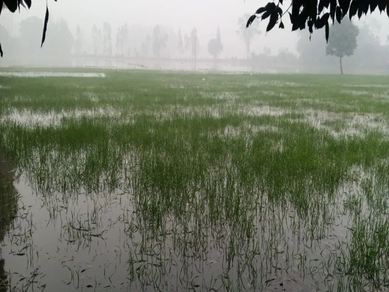 सुल्तानपुर: धरसौली माइनर की पटरी कटी, कई बीघा फसलें जलमग्न 