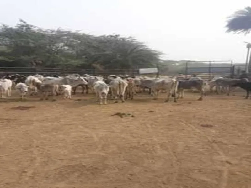 सुल्तानपुर: अब गोआश्रय स्थलों के रखरखाव में नहीं आएगी धन की कमी