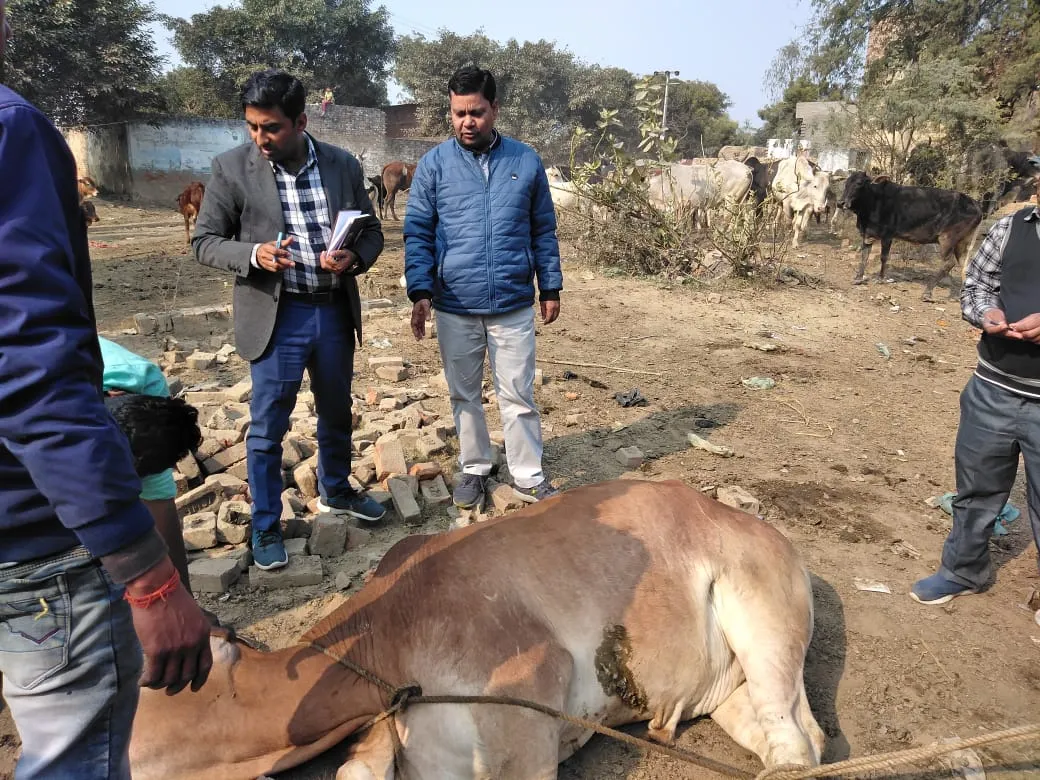 बरेली: गोवंश को छुट्टा छोड़ने पर 10 लोगों पर मुकदमा दर्ज 