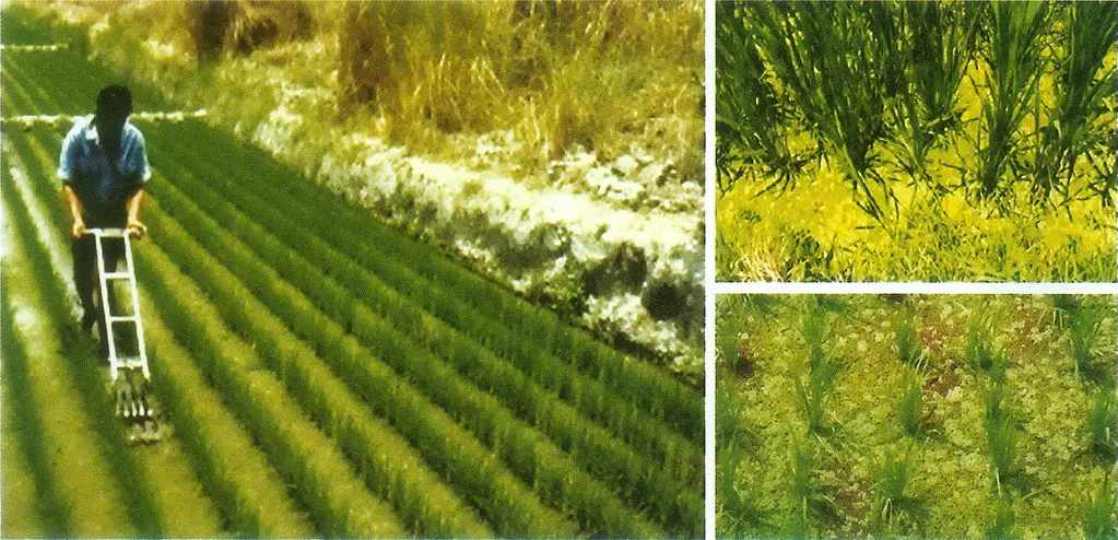 जलवायु परिवर्तन चुनौतियों के बावजूद कृषि उत्पादन रिकार्ड स्तर पर