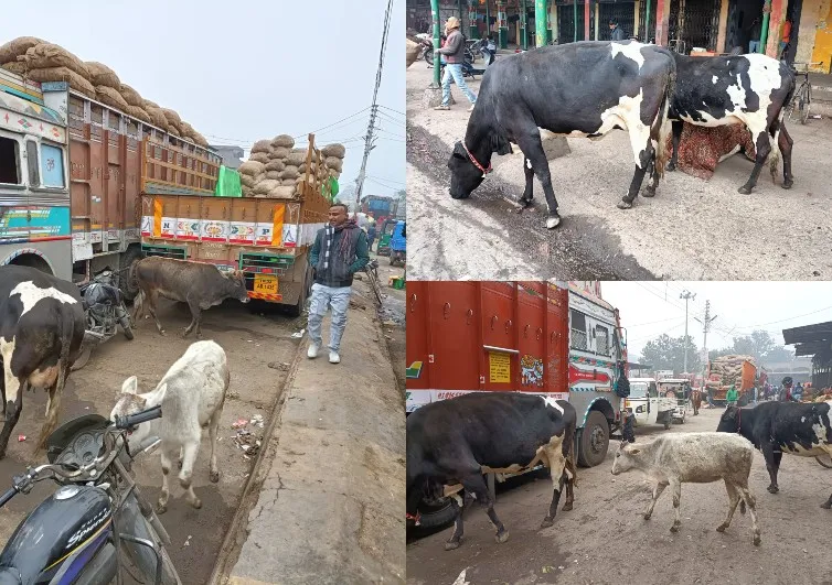 बरेली: डेलापीर मंडी में आवारा पशुओं का आतंक, शिकायत करने के बाद भी नहीं हुआ समाधान