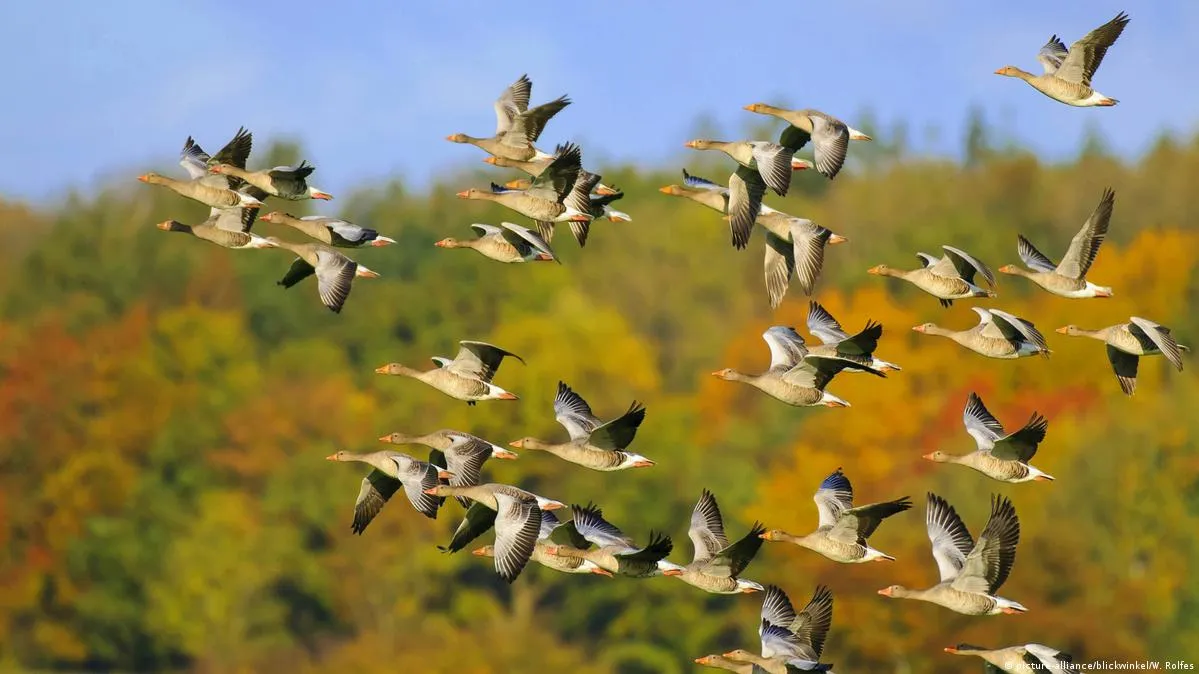 हल्द्वानी: नेपाल से यूपी बॉर्डर तक ‘उड़ती चिड़िया’ गिनेगा जंगलात