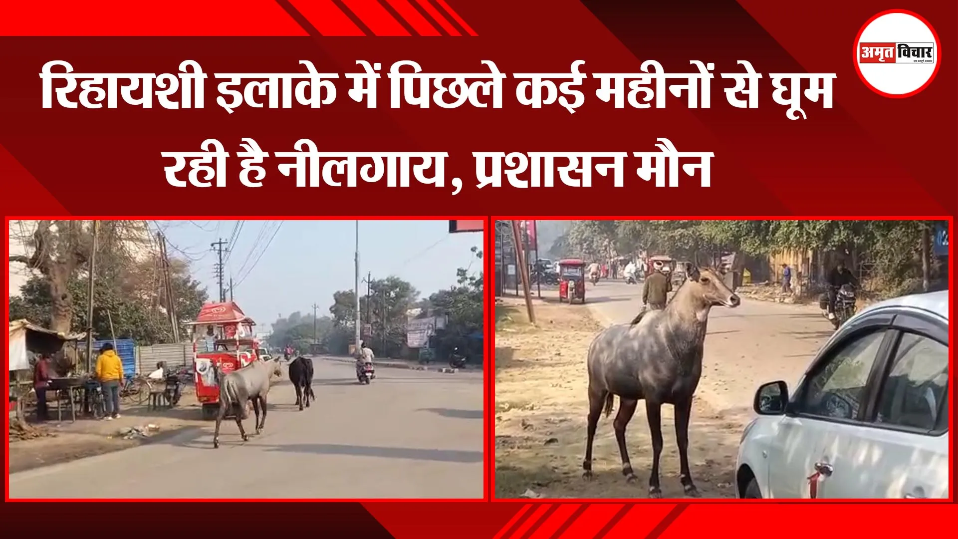 अयोध्या: रिहायशी इलाके में पिछले कई महीनों से घूम रही है नीलगाय, प्रशासन मौन 