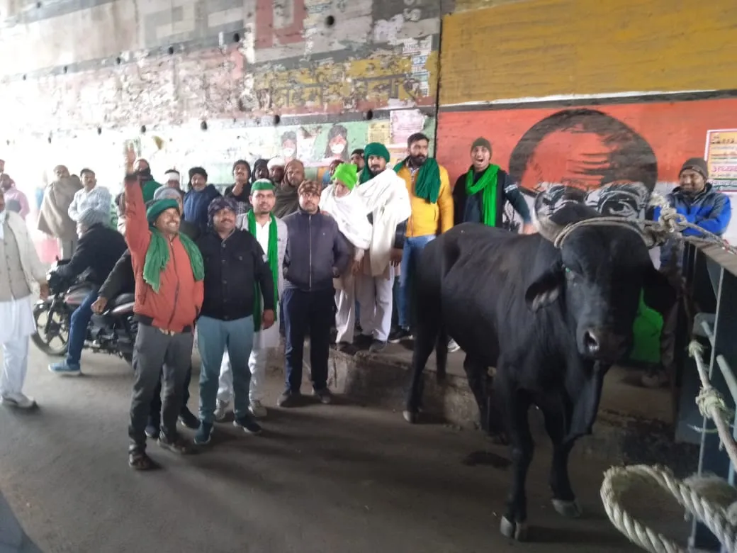 मेरठ: भाकियू ने एकत्रित किए आवारा पशु, 6 जनवरी को करेंगे पशुओं के साथ कमिश्नरी कूच 