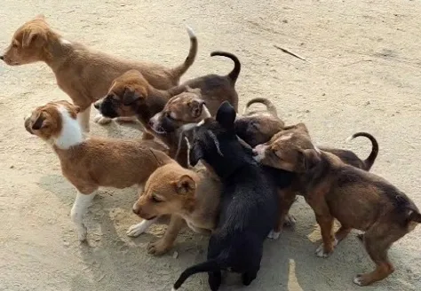 अलीगढ़ में Street Dogs को नहीं लगेगी ठंड, किया गया ये Special इंतजाम  