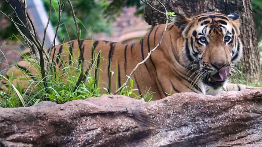 पीलीभीत: फसल की रखवाली कर रहे युवक पर बाघ ने बोला हमला, मचा हड़कंप