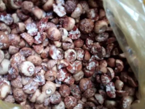 शिलांग: सीमाशुल्क अधिकारियों ने 20 हजार किलो सुपारी पकड़ी