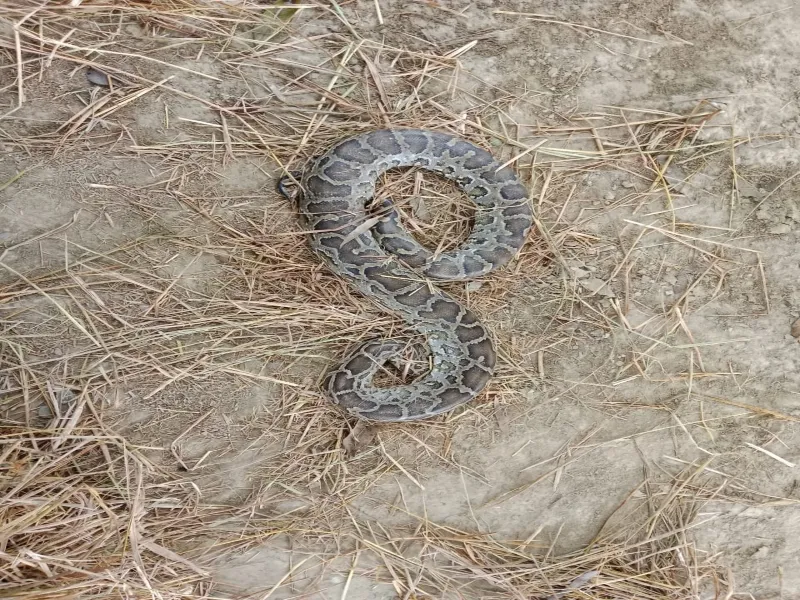 बहराइच: घर में अजगर घुसने से मचा हड़कंप, रेस्क्यू कर जंगल में छोड़ा