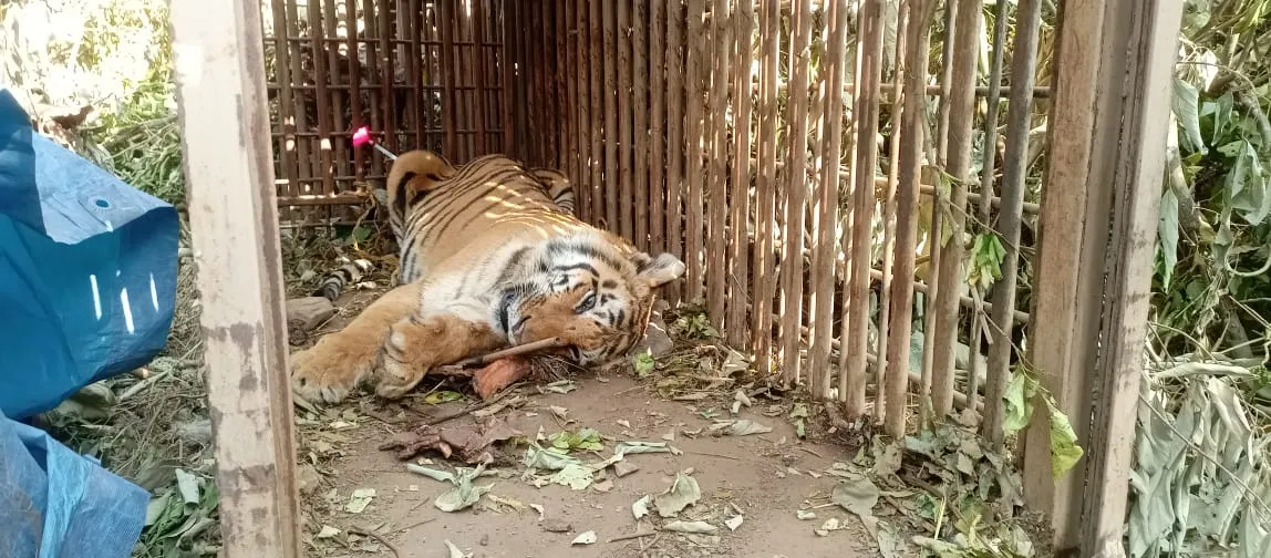 रामनगरः मोहान में आतंक का पर्याय बनी बाघिन हुई पिंजरे में कैद, DNA जांच के लिए हैदराबाद जाएगा सैम्पल- जानें क्यों 