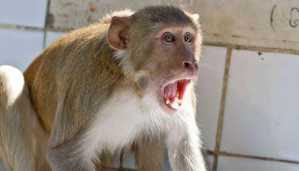 मेरठ: बंदरों के हमले से घायल हुआ किशोर, उपचार के दौरान मौत