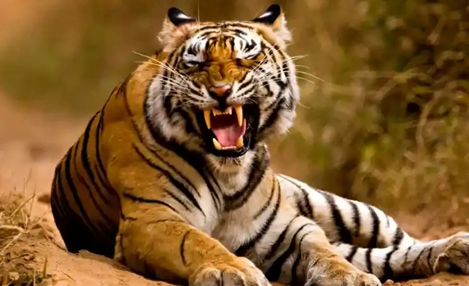 पीलीभीत: बाघ ने ग्रामीण को बनाया निवाला, गन्ने के खेत में टुकड़ों में मिला शव