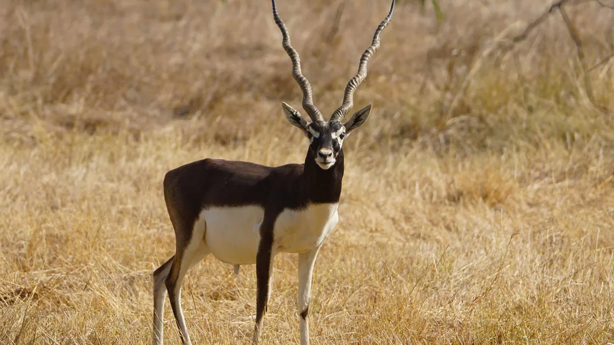 ओडिशा में आज शुरू होगी काले हिरणों की गणना, राज्य के इस जिलें में दिखता है 'Black Buck'