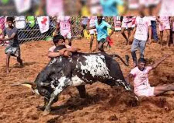 तमिलनाडु: सांडों को खिला-पिलाकर किया जा रहा तैयार जल्लीकट्टू के लिए 