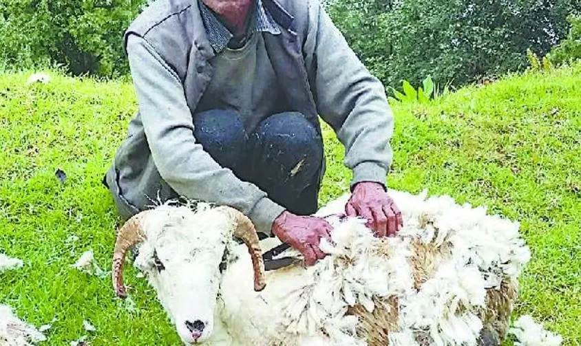 ऊंट-भेड़ की वेस्ट वूल निर्मित थैलियों में तैयार पौध, पर्यावरणीय दृष्टिकोण से लाभदायक