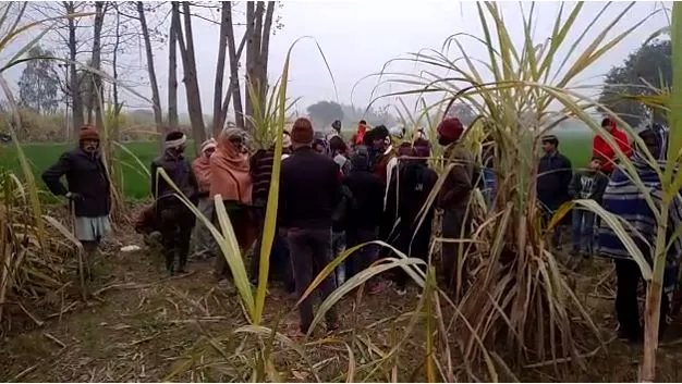 बरेली : खेत में मिला महिला का शव, हत्या की आशंका