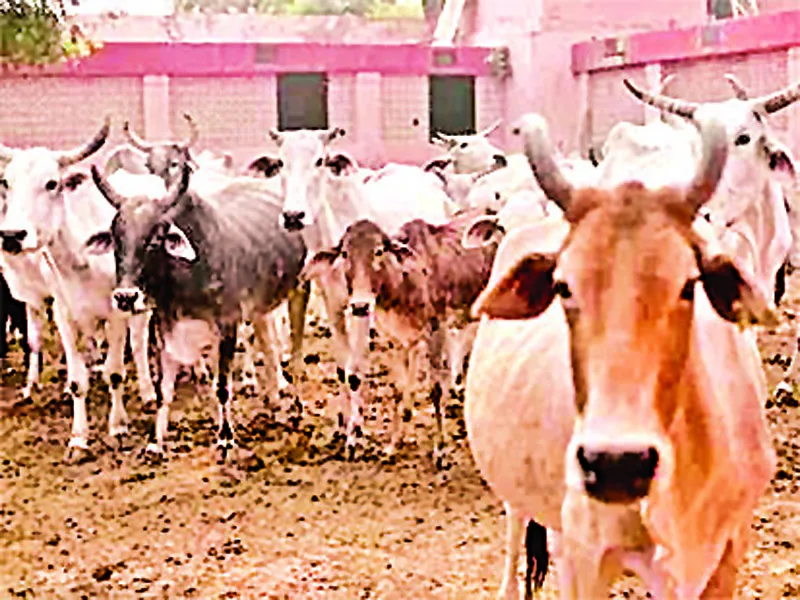 भूमि न मिलने से गो-अभयारण्य योजना ठंडे बस्ते में