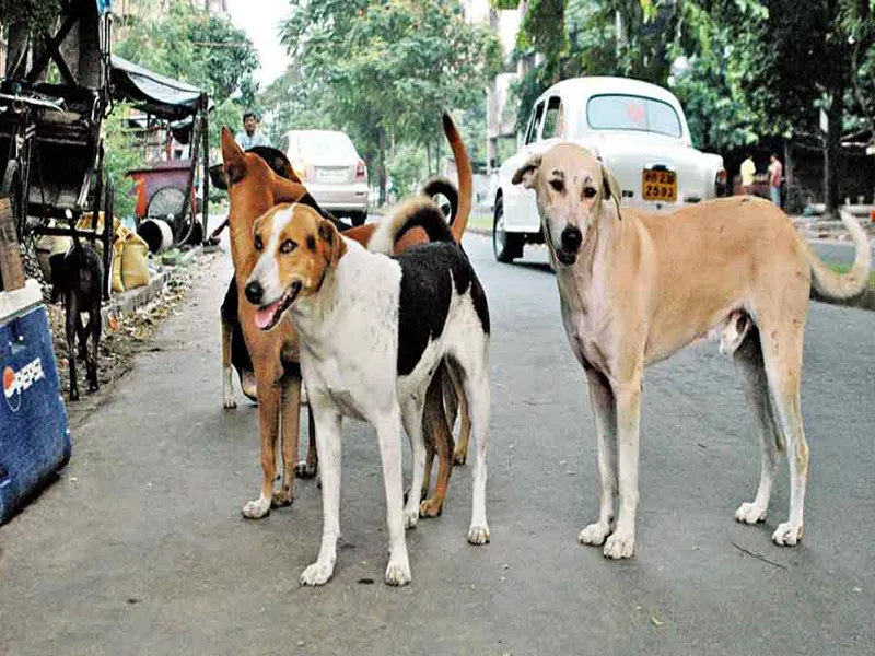 आवारों कुत्तों के खौफ से कब मिलेगी निजात