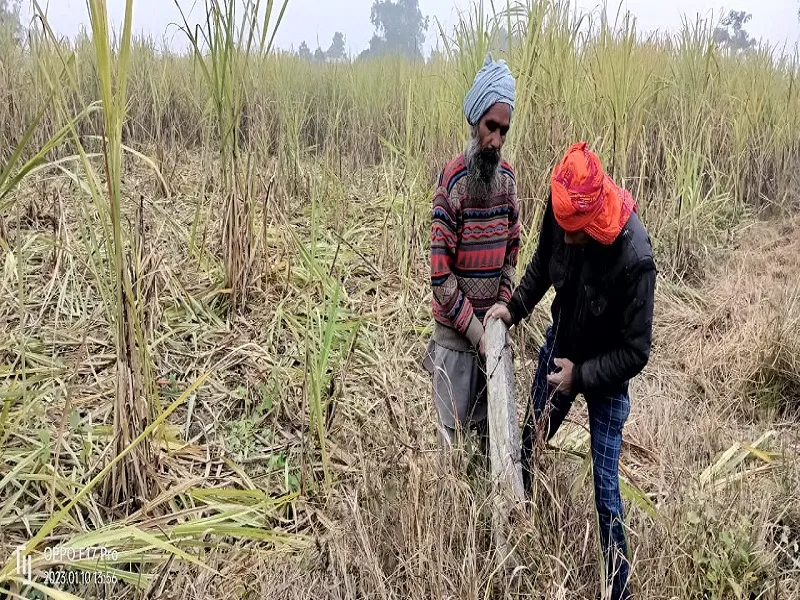बहराइच : राणाफार्म गांव में हाथियों का उत्पात, 36 बीघा फसल को रौंद कर किया बर्बाद
