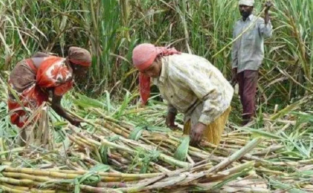 बरेली: नहीं आ रहा पर्ची का मैसेज, कैसे करें गन्ना सप्लाई