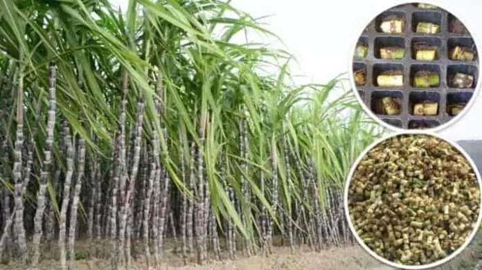 बरेली: घर बैठे बुक कर सकेंगे गन्ने की नई किस्मों के बीज, भुगतान की व्यवस्था भी हुई ऑनलाइन