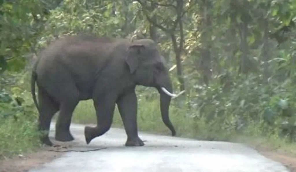 छत्तीसगढ़: जंगली हाथी के हमले में ग्रामीण की मौत 