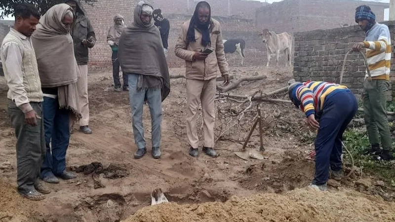 संभल: कड़ाके की ठंड में छह छुट्टा गोवंश की मौत