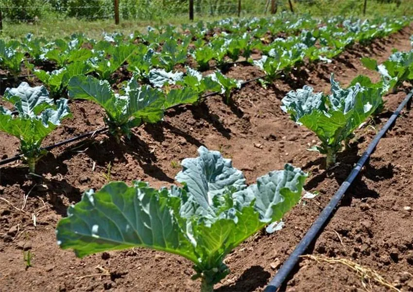 रायबरेली: लगातार गिर रहा तापमान, फसलों को पाला से बचाना है तो तुरंत करें यह काम