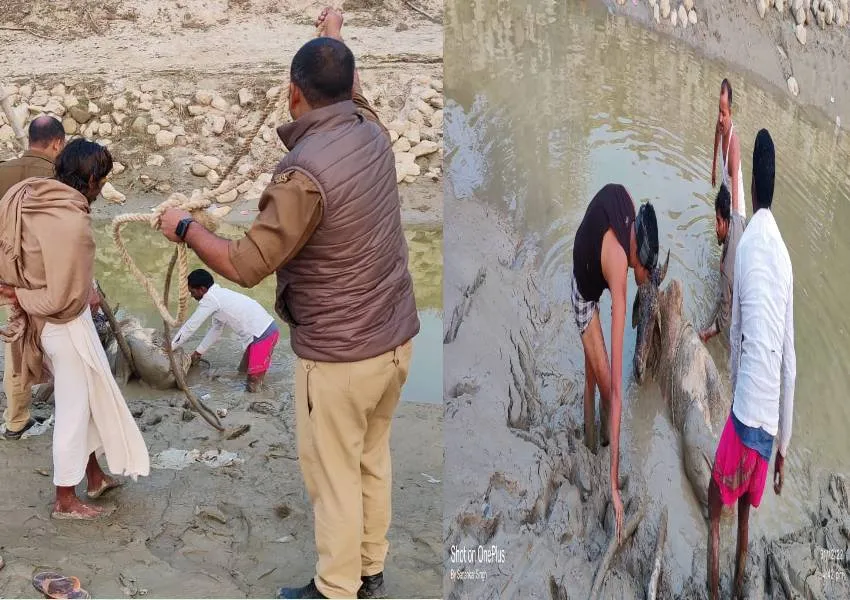 बहराइच: घाघरा के दलदल में फंसे गोवंश को पुलिसकर्मियों  ने बचाया