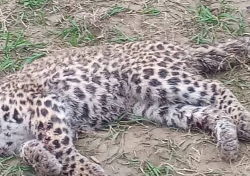 Bahraich News: बहराइच में  संदिग्ध परिस्थितियों में तेंदुए के शावक की मौत