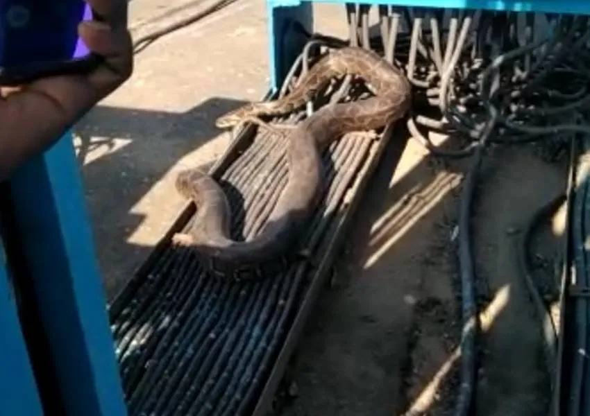 Bahraich News: बैराज में सीबी बदलने पहुंचे कर्मी की ओर बढ़ा अजगर, भागकर बचाई जान