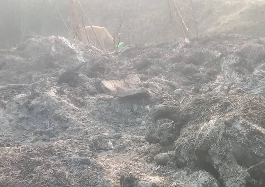 Sultanpur News: पशुशाला में लगी आग, तीन मवेशियों की मौत, चार गंभीर रूप से झुलसे