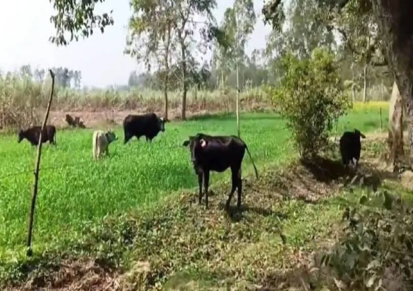 अयोध्या: छुट्टा पशुओं ने ठंड में भी किसानों के छुड़ा दिए पसीने