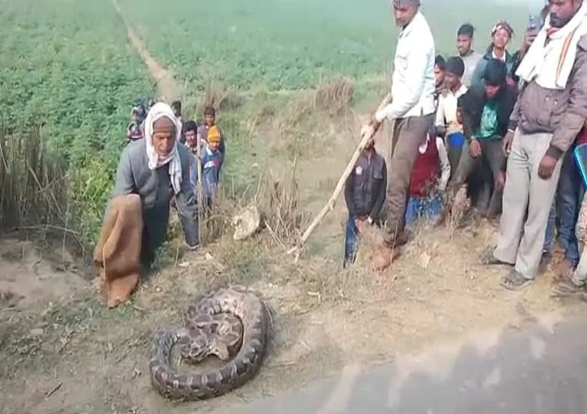 हरदोई: विशालकाय अजगर देख लोगों में मचा हड़कंप, राहगीरों का आवागमन हुआ बंद 