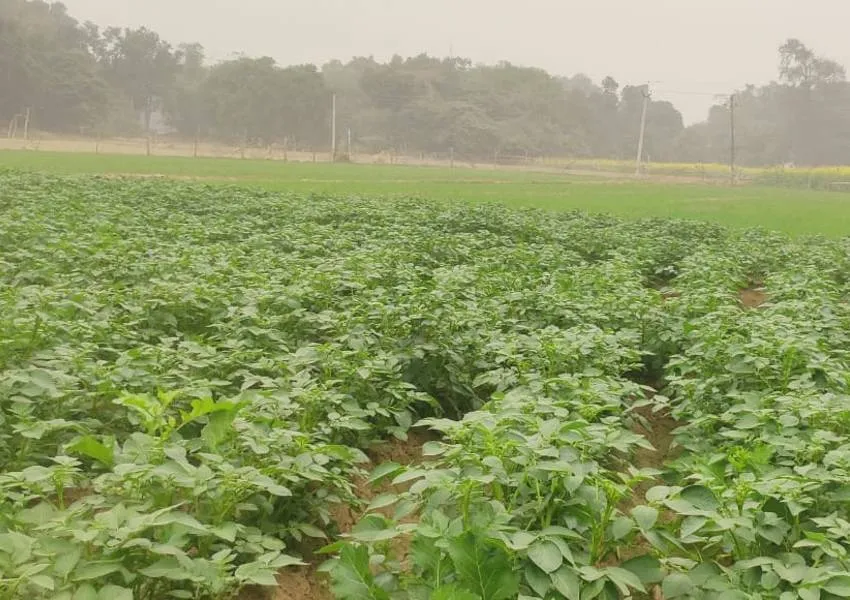 रायबरेली: नए साल के पहले दिन बादल से ढका रहा सूरज , बढ़ी ठंड 