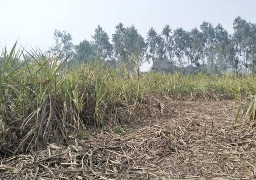 अयोध्या: गन्ना पर्ची न मिलने से किसान परेशान