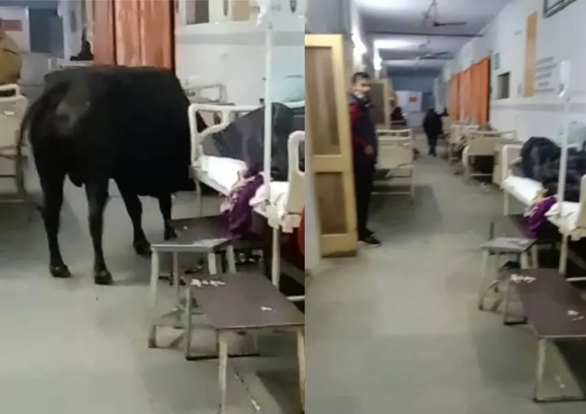 बहराइच: Emergency से होकर General Ward में मरीज के पास पहुंचा सांड, देखते रहे कर्मी, मरीजों में दहशत