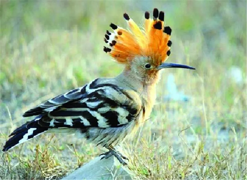 हल्द्वानी: तराई पूर्वी वन डिवीजन में पहला पक्षी सर्वे शुरू