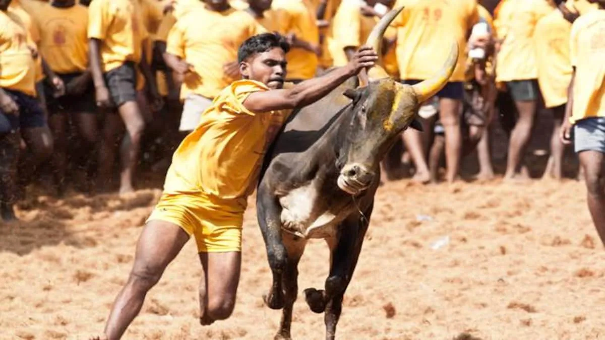 मदुरै के पलामेडु में जल्लीकट्टू का दूसरा आयोजन शुरू, घायलों की संख्या में वृद्धि 