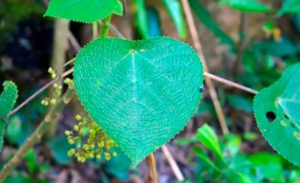 सांप जितना जहरीला है ये पौधा, इसे छूने के बाद होने लगती है सुसाइड की इच्छा, जानें वजह