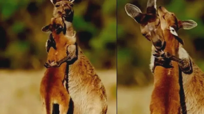 VIRAL VIDEO : मादा कंगारू और उसके बच्चे के बीच देखने को मिला ममता का सच्चा प्यार, ऐसे लगाया गले भावुक हुए यूजर्स