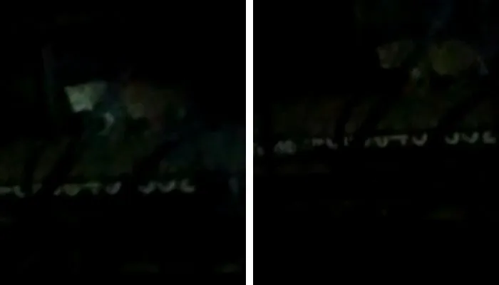 Leopard In Kanpur :  शहर में फिर दिखा तेंदुआ, पनकी पुलिस ने वीडियो वायरल कर अलर्ट किया जारी