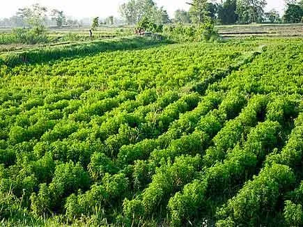 काशीपुर: किसानों को जापानी मिंट की खेती के बताए लाभ