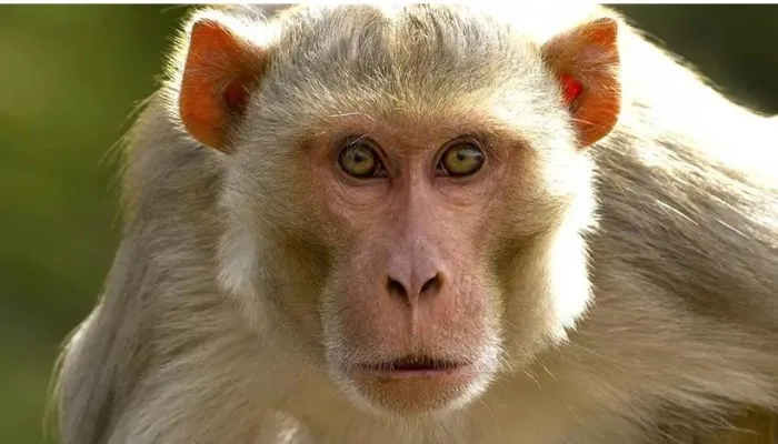 Monkey Attack in Etawah : खूखार बंदर ने महिला के हाथ में काटा, पहले भी कई बार लोगों को बना चुके शिकार