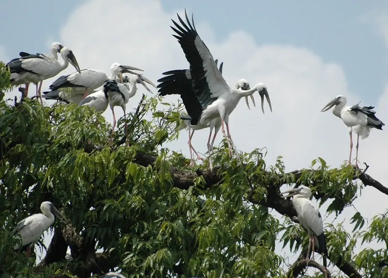 सर्दियों में आने वाली साईबेरियन सारस ने भारत आना बंद कर दिया, राजस्थान के केवलादेव घना राष्ट्रीय उद्यान में आती थी
